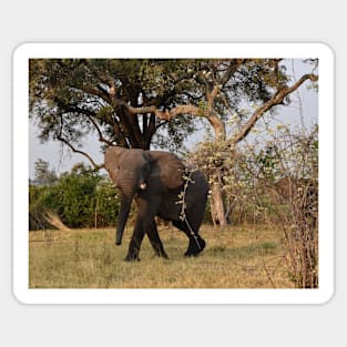 Young African Bull Elephant Sticker